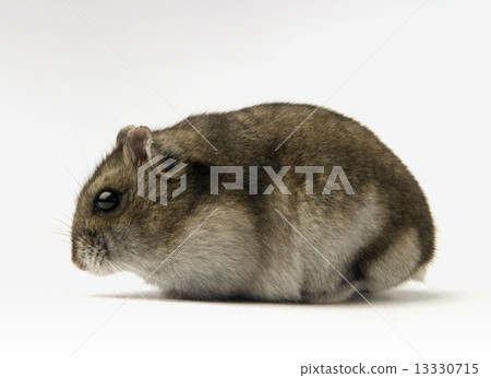 dwarf hamster 13330715