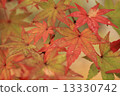 Kyoto of autumn leaves 13330742
