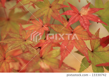 Kyoto of autumn leaves Kyoto of autumn leaves 13330742
