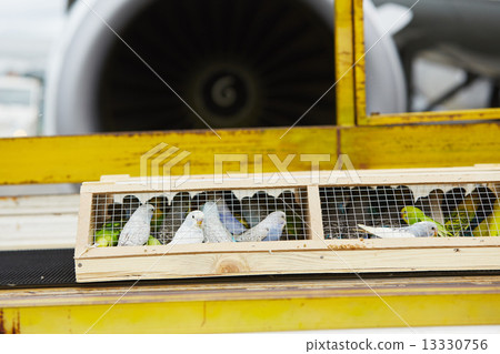 Parrots for sale Parrots for sale 13330756