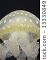 jellyfish  13330849
