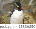Penguin 13330850