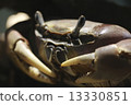 Crab 13330851