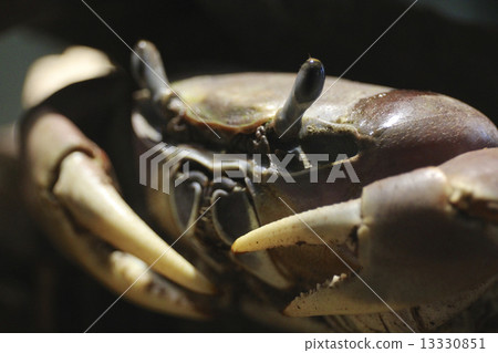 Crab Crab 13330851