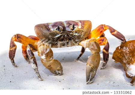 Hairy leg mountain crab, Tachai island, Phang Nga Province, Thai 13331062