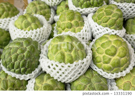 Shaka Head Shaka Head 13331190