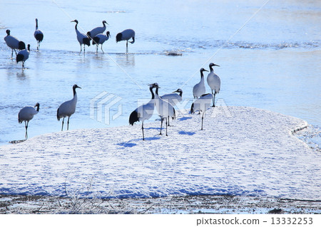 Cranes of Tsurui village 13332253