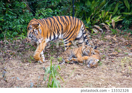 橫濱動物園Zoorasia Sumatran Tiger的父母和孩子 13332326