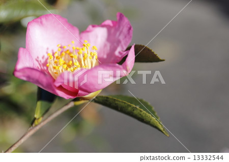 sasanqua, bloom, blossom 13332544