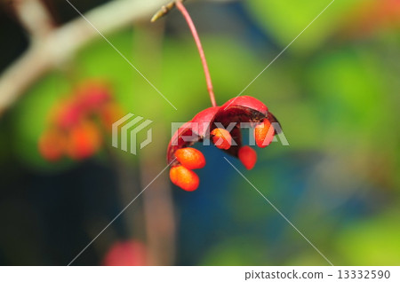 Tulipana 13332590