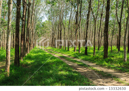 Rubber Tree Plantation With Rows Of Trees 13332630