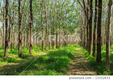 Rubber Tree Plantation With Rows Of Trees 13332631