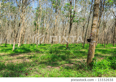 Rubber Tree Plantation With Rows Of Trees 13332638