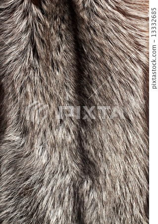 Silver fox fur background Silver fox fur background 13332685