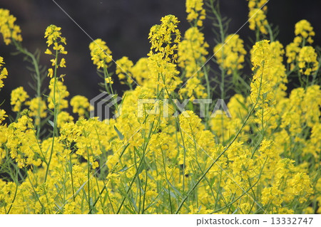 A messenger, Rape blossoms, that makes me feel spring coming. 13332747