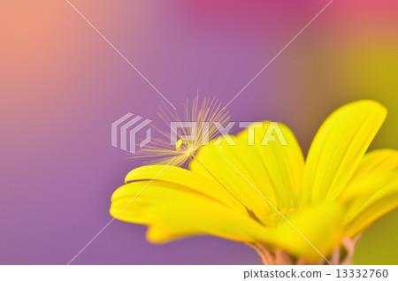 Lilyop的雛菊和蒲公英 13332760