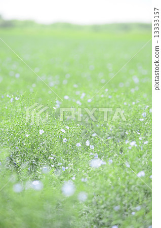 亞麻 亞麻 13333157