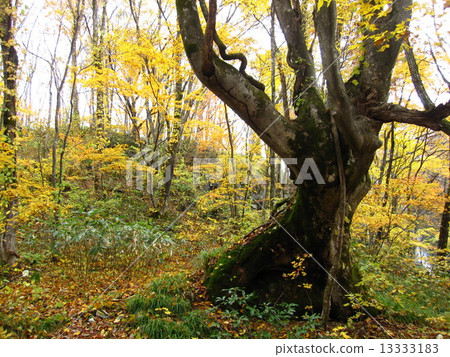 Oki autumn leaves 13333183