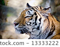 A tiger of rising-up 13333222