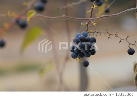 Fruit of Aotutsurafuji 13333305