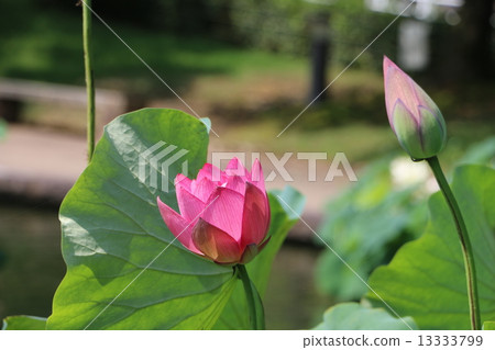 Fukui prefecture flower lotus park lotus 34 13333799