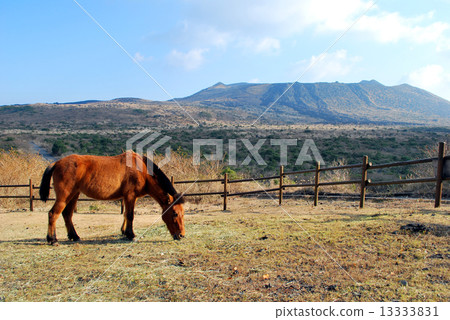 Izu Oshima Mihara and Horses 13333831