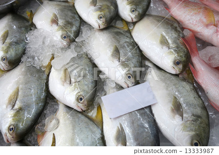 Pomfret fishes cover with ice on sell 13333987