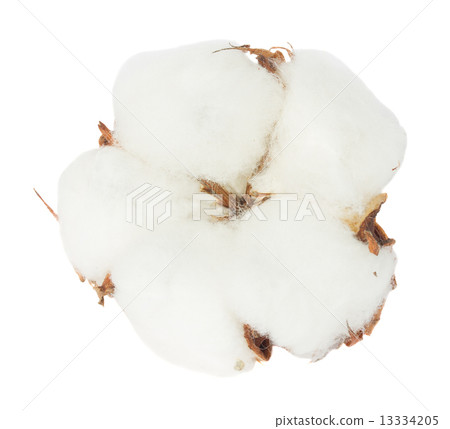 Cotton plant bud 13334205