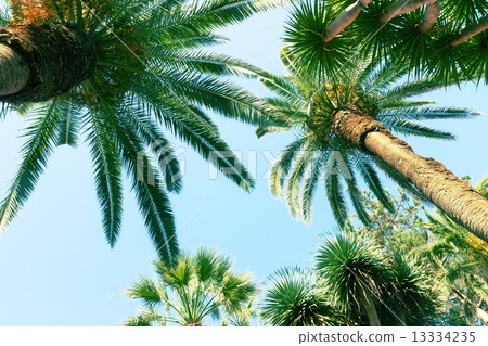 palm tree 13334235