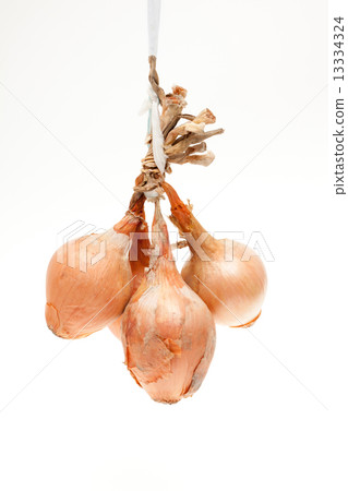 onion onion 13334324