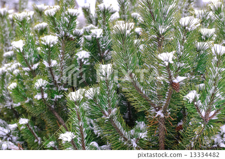 pine tree covered witrh snow 13334482