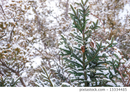 pine tree covered witrh snow pine tree covered witrh snow 13334485
