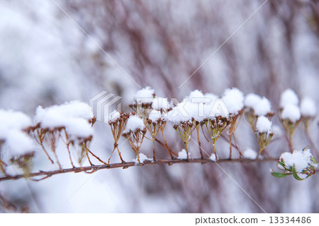tree covered with snow in winter 13334486