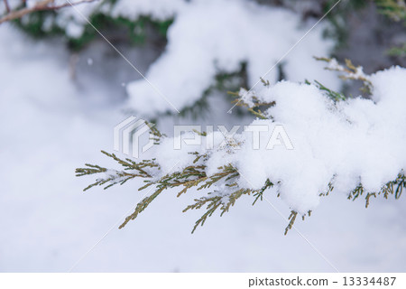pine tree covered witrh snow pine tree covered witrh snow 13334487