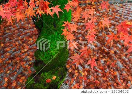 Komyo Zen temple in the autumn 13334992