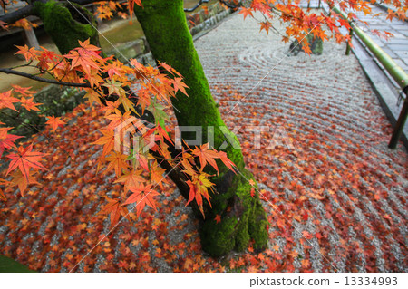 Komyo禪宗寺廟在秋天 Komyo禪宗寺廟在秋天 13334993