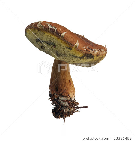 boletus - edible mushroom 13335492