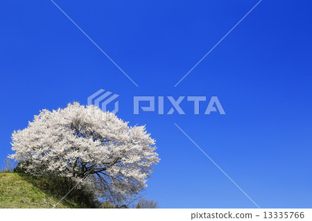 Cherry blossoms without name (vertical) 13335766