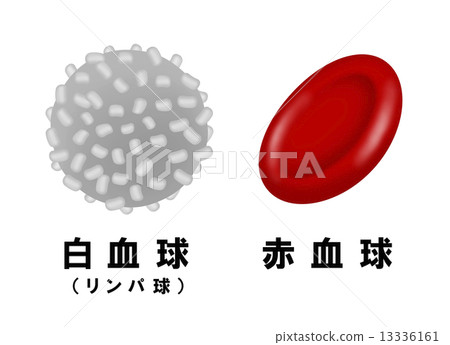 White blood cells and red blood cells 13336161