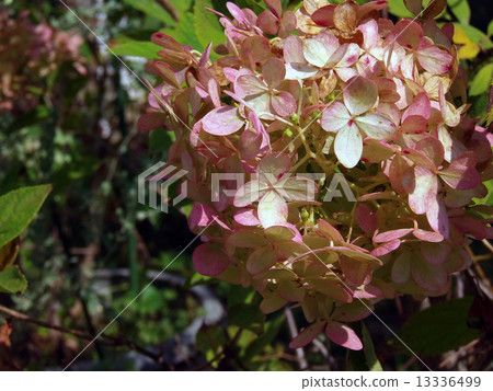 金字塔繡球花 金字塔繡球花 13336499