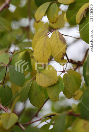 Akebi's yellow leaves 13336569