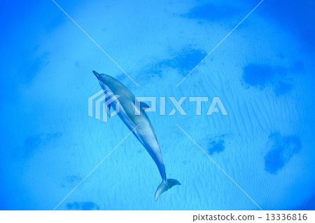 Dolphins at the Island of Hawaii 13336816