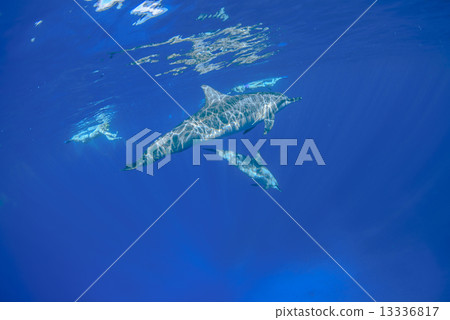 在夏威夷島的海豚 13336817