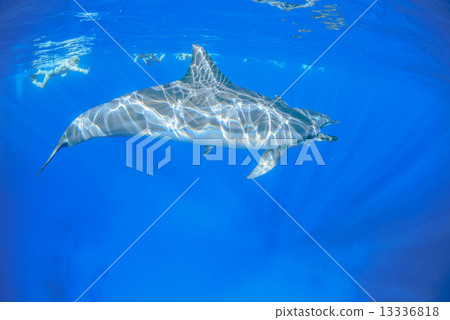 在夏威夷島的海豚 13336818