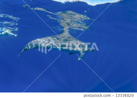 Dolphins at the Island of Hawaii 13336820