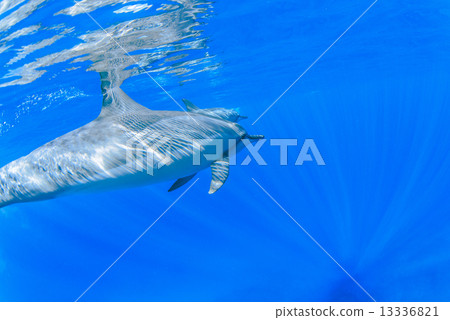 Dolphins at the Island of Hawaii 13336821