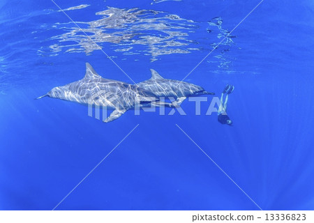 在夏威夷島的海豚 13336823