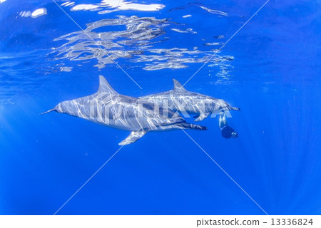 Dolphins at the Island of Hawaii 13336824