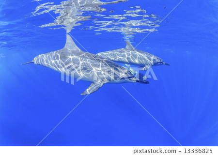 在夏威夷島的海豚 13336825