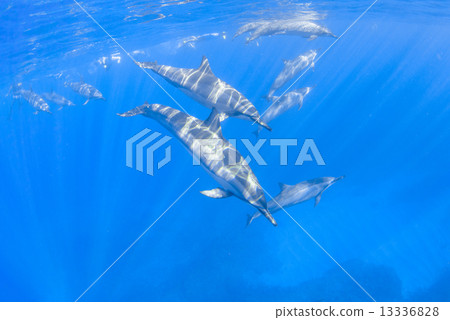 在夏威夷島的海豚 13336828